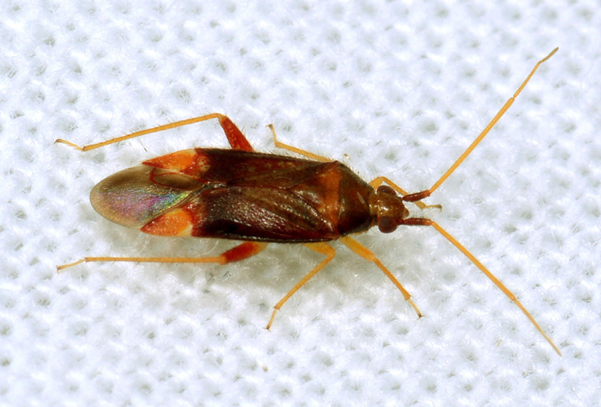 Miridae: Pseudoloxops coccineus